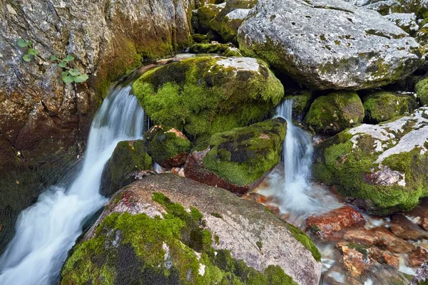 Source River Nationalpark Triglav Region Primorska Slowenien Zapodnem Slovenia Europe — ストック写真