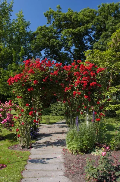 Rosenträdgård Nordrhein Westfalen Tyskland Rosa Spec — Stockfoto