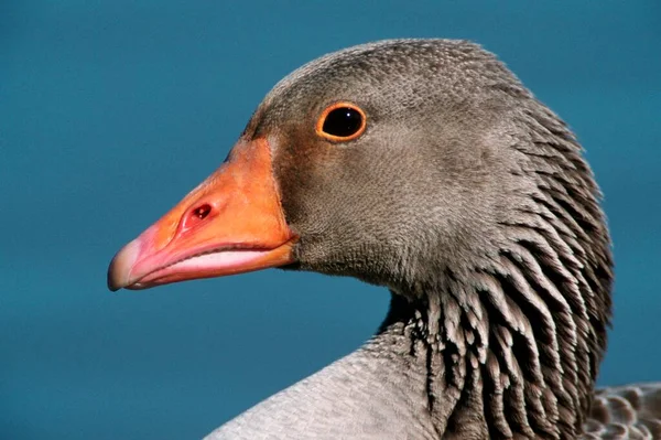 Greylag Goose Texel Países Baixos — Fotografia de Stock