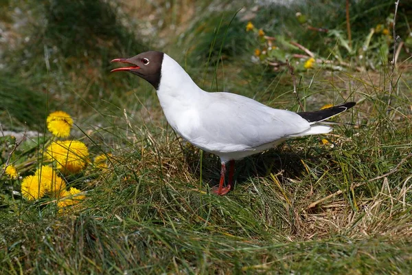 Calling Black Headed Gull Breeding Plummage North Frisia Schleswig Holstein — Foto Stock