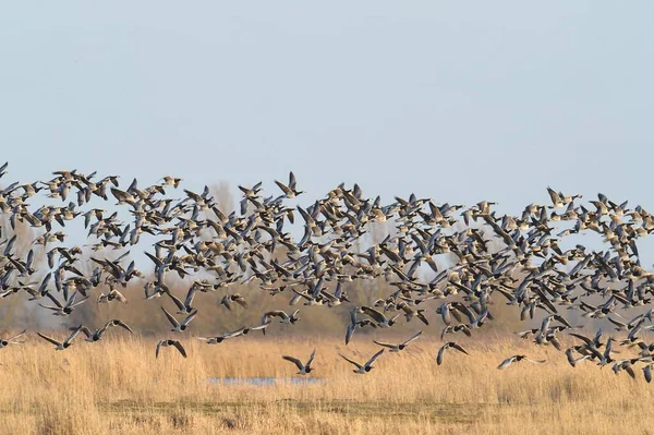 Barnacle Libák Branta Leukopsis Repülés Közben — Stock Fotó