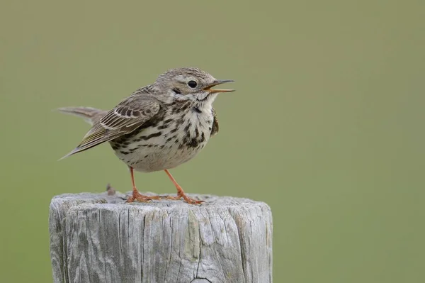 Meadow Pipit Perched Post Buren Ameland Netherlands Europe — Stockfoto