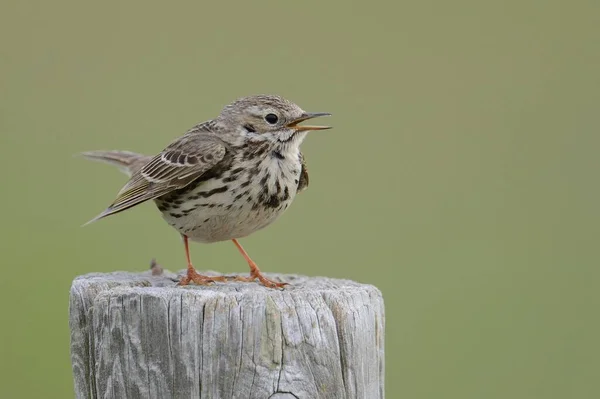 Meadow Pipit Perched Post Buren Ameland Netherlands Europe — Zdjęcie stockowe