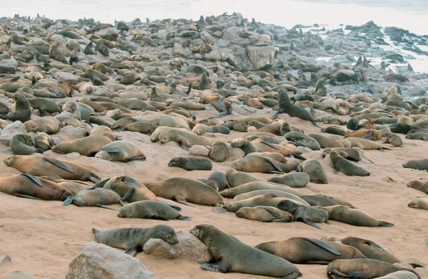 South African Fur Seals Arctocephalus Pusillus Colony Cape Cross Namibia — Photo