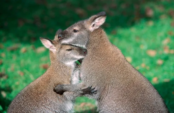 Vörös Nyakú Tonhal Macropus Rufogriseus — Stock Fotó