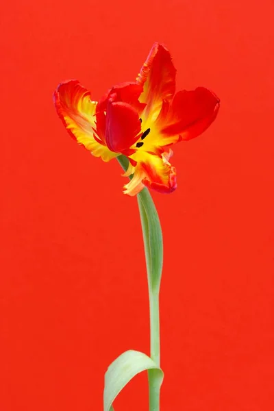 Tulip (Tulipa), Parrot Tulip, orange flower
