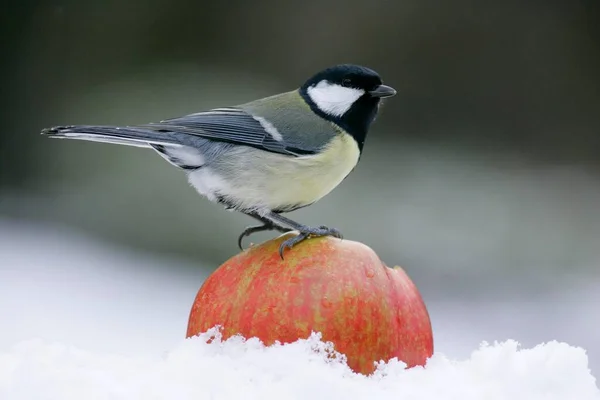 Great Tit Apple Germany Winter Feeding Snow Europe — Stock Photo, Image