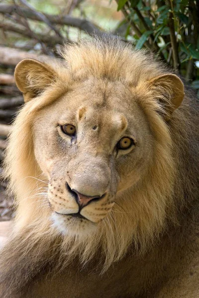 Löwe Panthera Leo Zoo Basel Schweiz Europa — Stockfoto