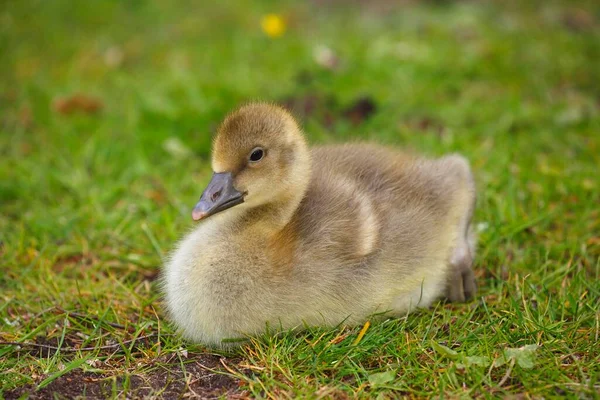 Greylag Goose Chick Sitting Meadow Schleswig Holstein Germany Europe — Zdjęcie stockowe