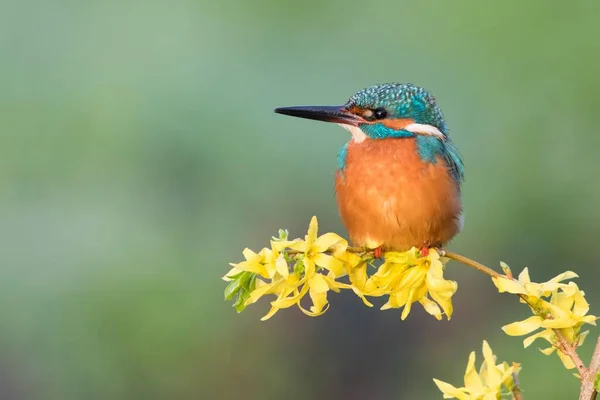 Kingfisher Forsythia Branch Έσση Γερμανία Ευρώπη — Φωτογραφία Αρχείου