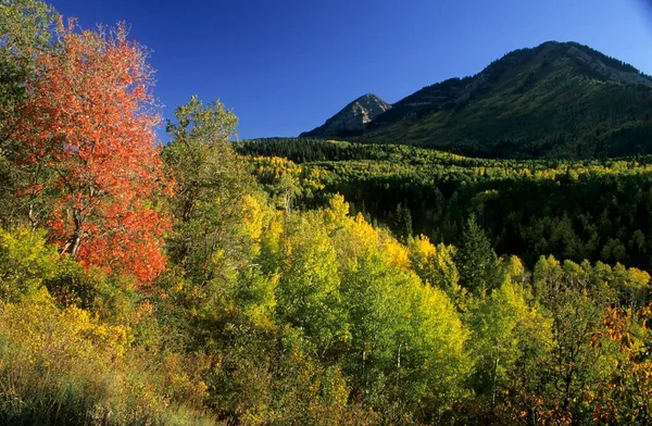 Fall Coloured Forest Wasatch Range Alpine Loop Utah Usa North — Stockfoto