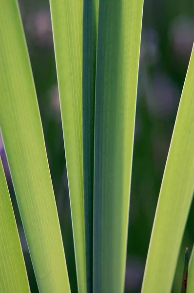 Narrow Leaf Cattail Leaves Close View — Stockfoto