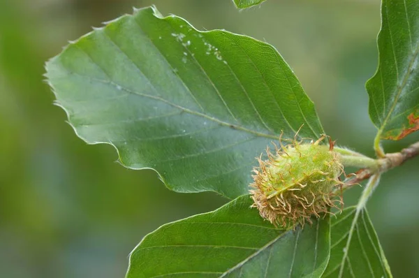 Common Beech Leaf Beech Tree Spring North Rhine Westphalia Germany — Fotografia de Stock