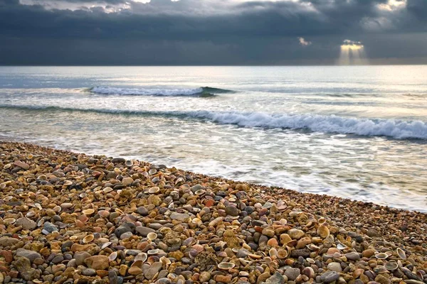 Stranded Seashells Beach Close View — Stockfoto