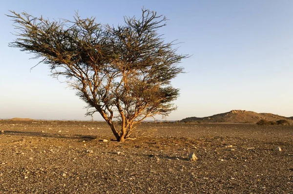 Lonely Acacia Tree Hammada Desert Sinaw Sharqiya Region Sultanate Oman — Stockfoto