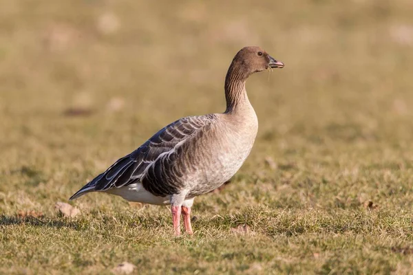 Pink Footed Goose Standing Meadow Kassel Hesse Germany Europe — Stok fotoğraf