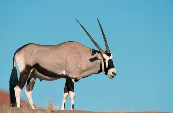 Oryx Sossusvlei Namib Naukluft Park Namibia Oryx Gazella — Zdjęcie stockowe