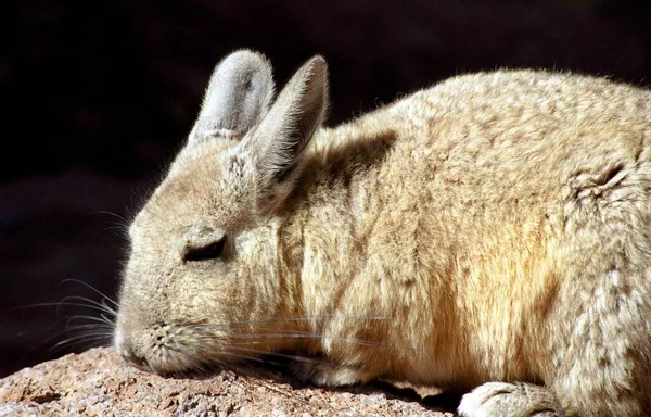 Mountain Viscacha Lagidium Viscacia Reserva Nacional Fauna Andina Eduardo Avaroa — Stockfoto