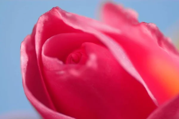 Rose Flower Close View Summer Concept — Fotografia de Stock