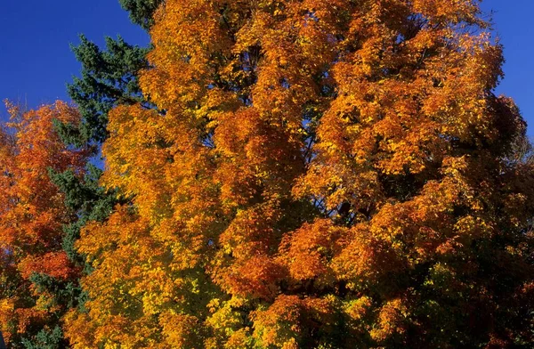 Fall Coloured Maple Trees Green Mountains Vermont Usa North America — Stockfoto
