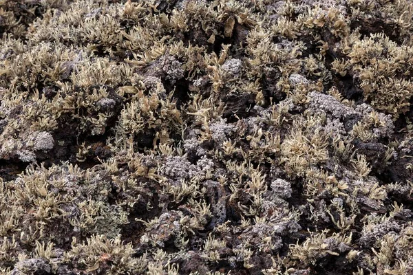 Quenes Que Crescem Rochas Lava Intemperizadas Lanzarote Ilhas Canárias Espanha — Fotografia de Stock