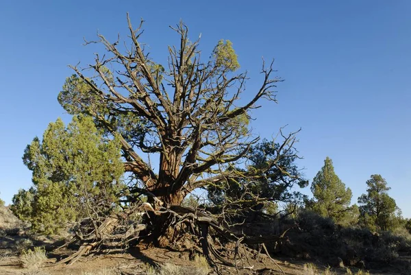 1000 Річне Дерево Юніпер Західний Джуніпер Juniperus Occidentalis Var Occidentalis — стокове фото