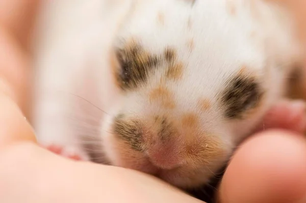 Baby Dwarfrabbit Lies Hand — Stock fotografie