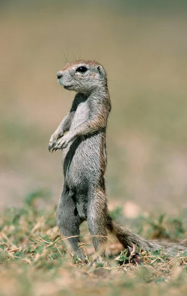 Cape Ground Squirrel Xerus Inauris Etosha National Park Namibia Africa — Stock Photo, Image