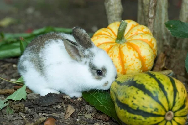 Young Dwarf Rabbit Inspecting Gourds — Φωτογραφία Αρχείου