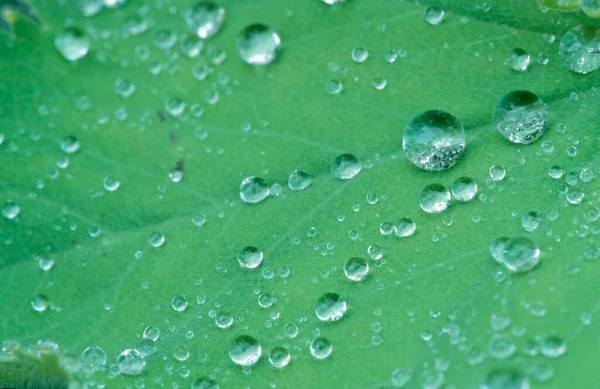 Lady Mantle Alchemilla Vulgaris Leaf Raindrops — Stockfoto