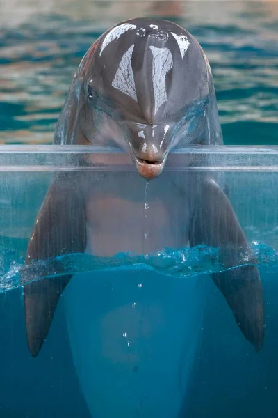 Dolphin Portrait Water Close View — 스톡 사진