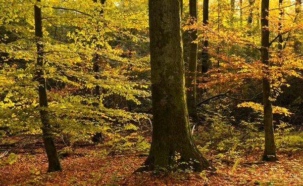 Autumnal Beech Forest Fagus Sylvatica Germany Europe — Stock Photo, Image