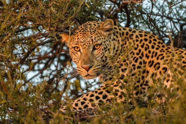 Leopard Tree Mashatu Game Reserve Tuli Block Botswana Africa — Stock fotografie