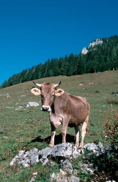 Cattle Cow Alps Bavaria Germany Europe — Stok fotoğraf