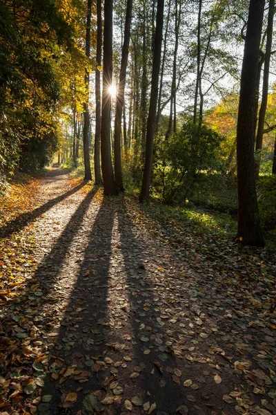 Autumn Forest Rombergpark Dortmund North Rhine Westphalia Germany Europe — Zdjęcie stockowe