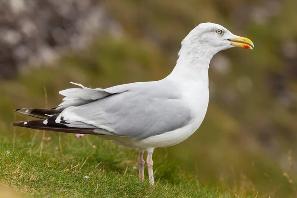 Herring Gull Larus Argentatus Dingle Peninsula County Kerry Ireland Europe — Stok fotoğraf