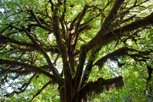 Moss Overgrown Tree Quinault Rainforest Quinault Olympic National Park Washington — Foto de Stock
