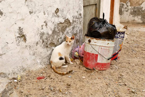 Cats Garbage Old Town Mukalla Mukalla Yemen Asia — Stockfoto