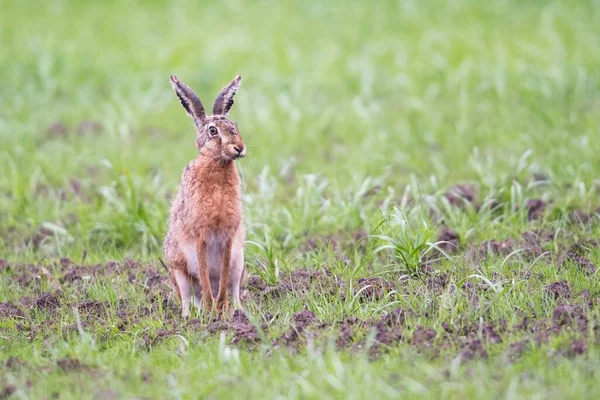European Hare Sitting Meadow Emsland Lower Saxony Germany Europe — Zdjęcie stockowe