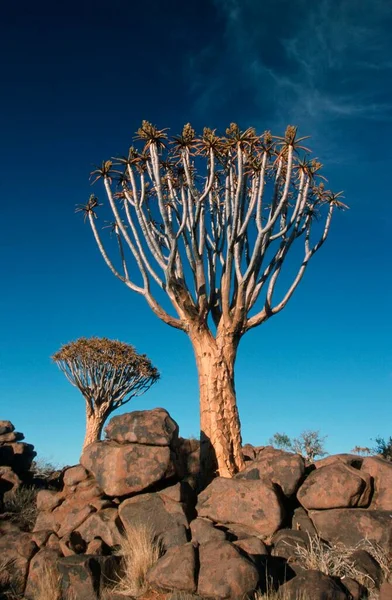Quiver Tree Aloe Dichotoma Keetmanshoop Namibia Africa — Fotografia de Stock