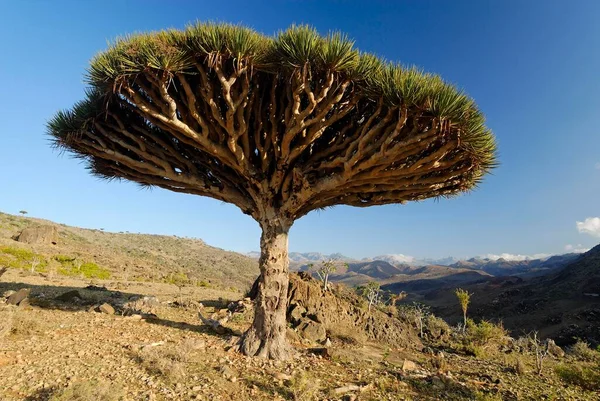 Dragons Blood Tree Socotra Island Unesco World Heritage Site Yemen — Stockfoto
