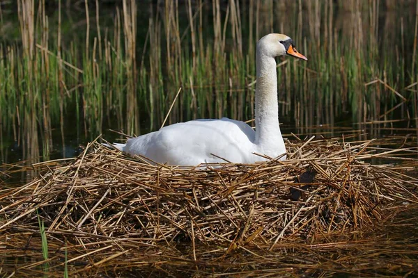 Cisne Mudo Reprodutor Ninho Schleswig Holstein Alemanha Europa — Fotografia de Stock