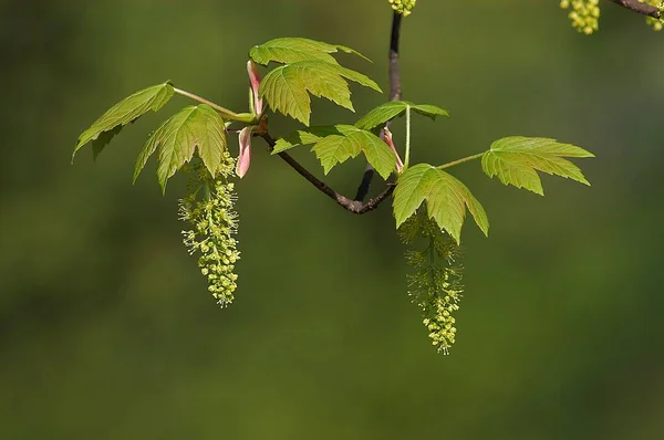 Sycamore Maple Acer Pseudoplatanus Flowers North Rhine Westphalia Germany Europe — Stok fotoğraf