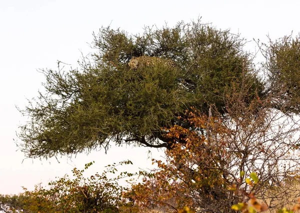 Luipaard Slaapt Boom Mashatu Wildreservaat Tuli Block Botswana Afrika — Stockfoto