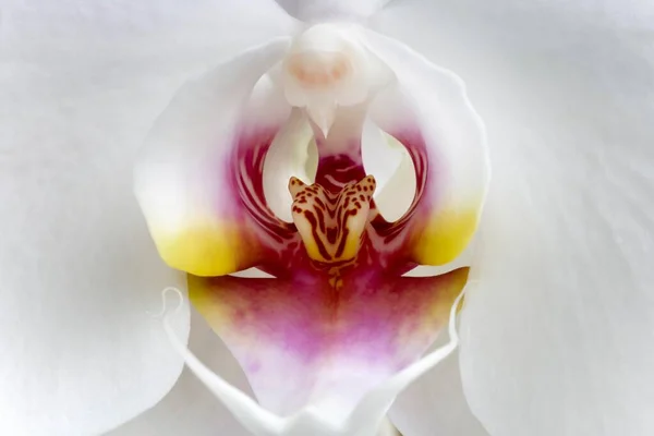 Phalaenopsis Orchid Close View — Stockfoto