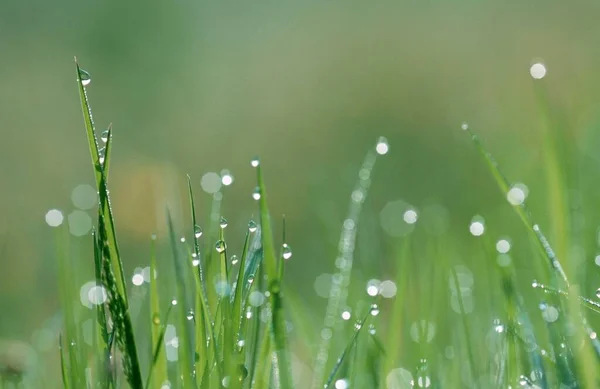 Leaves Grass Water Drops Germany Europe — ストック写真