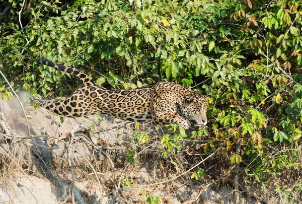 Male Jaguar Panthera Onca Jumping Riverbank Water Cuiaba River Pantanal — 스톡 사진