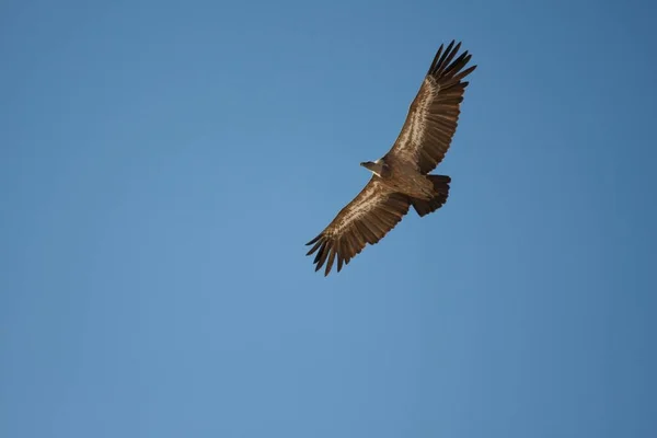 Griffon Vulture Gyps Fulvus Flight Oglanly Balkan Turkmenistan Asia — Φωτογραφία Αρχείου