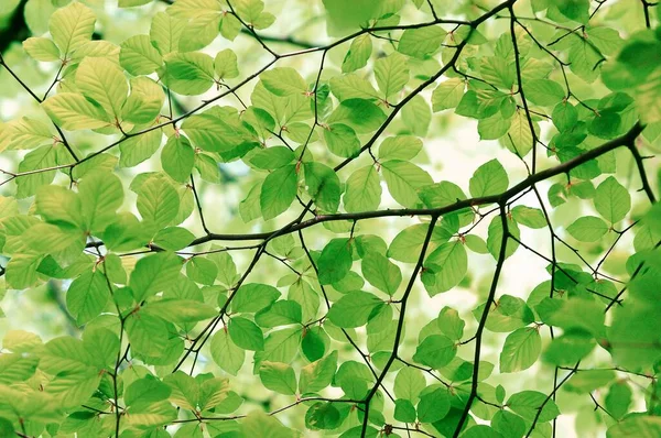 Bükk Levelek Tavasszal Észak Rajna Vesztfália Németország Fagus Sylvatica — Stock Fotó