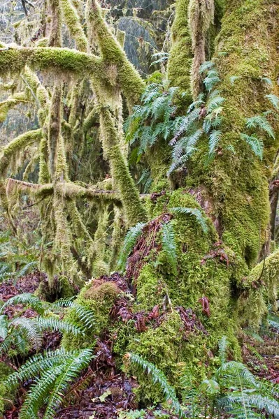Temperate Rainforest Cascade Range Washington State Usa North America — 图库照片